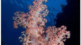 Arbore coral Nephthea sp.