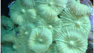 Corali Discosoma sp. Albastri