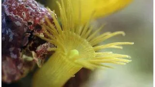 Corali Parazoanthus sp. (galbeni)