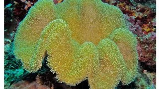 Coral Ciuperca Sarcophyton sp. M