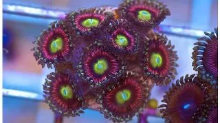 Corali Zoanthus sp. Cat eye