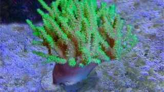 Sinularia / sp. green - Frag