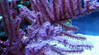 Pinnigorgia / sp. -Frag