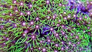 Pachyclavularia vialacea- frag