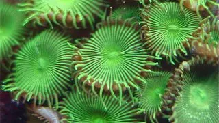Palythoa sp. green- Frag