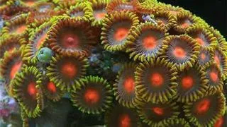 Zoanthus sp.- orange