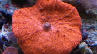Discosoma sp. Red - 1x polyp