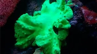Sinularia sp. Dura Green M