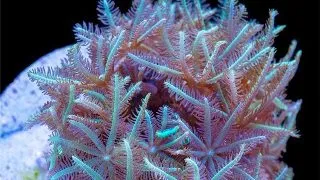 Clavularia green
