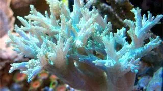Sinularia  branch finger- frag M