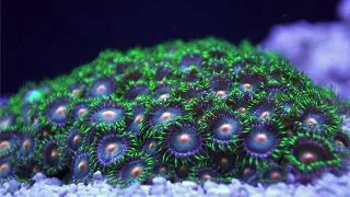 Zoanthus eye of Rah