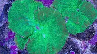Rhodactis	sp. (metallic green)