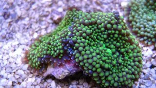 Coral Ciuperca Ricordea Florida
