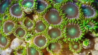 Coral Zoanthus mix color - aquaculture M