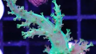 Coral Sinularia super green- Frag M