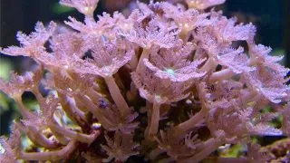 Coral Clavularia sp
