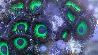 Coral Zoanthus sp. Mean Green -  frag