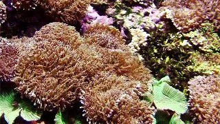 Rhodactis Sp