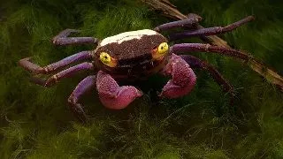 Crab Geosesarma dennerle (Purple Vampire Crab)