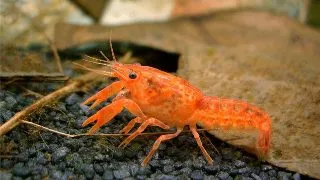 Cambarellus patzcuarensis orange