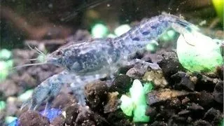 Cambarellus patzcuarensis blue