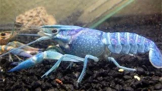 Cherax quadricarinatus blue