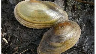 Scoica Anodonta