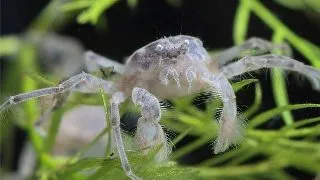 Microcrab Limnopilos naiyanetri
