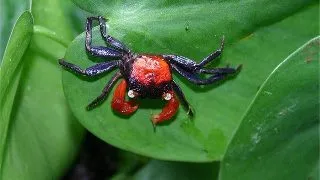 Crab Red Devil