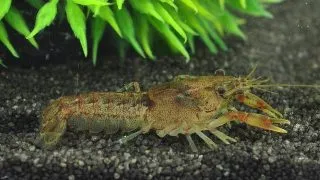 Cambarellus patzcuarensis schoko (Dwarf Orange Cray)