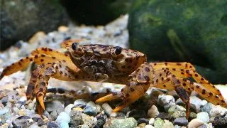 Parathelphusa pantherina Crab Pantera