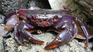 Geosesarma sp.