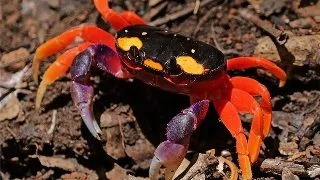 Gecarcinus quadratus