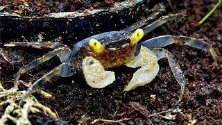 Geosesarma sp. Golden eye