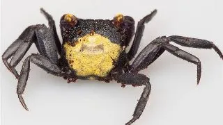Geosesarma sp. Vampire yellow