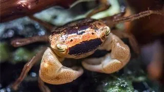 Crab Metasesarma obesum