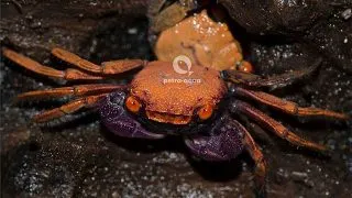 Crab Geosesarma Red Carnaval