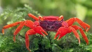 Crab Geosesarma Red Tomato