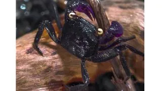 Geosesarma sp. Vampire black