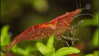Creveti Red Cherry
