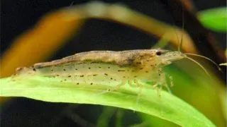 Creveti Amano