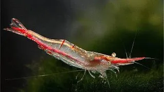 Creveti Red Nose
