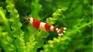 Creveti Crystal Red Bee