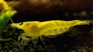 Creveti Yellow