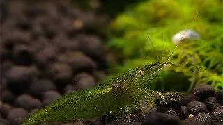 Creveti Caridina Babaulti Green
