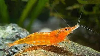 Caridina sp. Orange shrimp