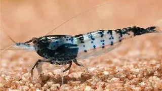 Neocaridinia black rilli