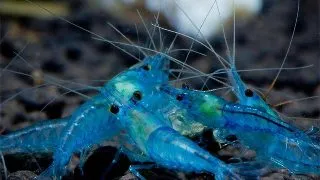 Neocaridina Blue Aura
