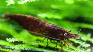 Neocaridina Black Choco