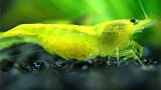 Neocaridina davidii Yellow Fire